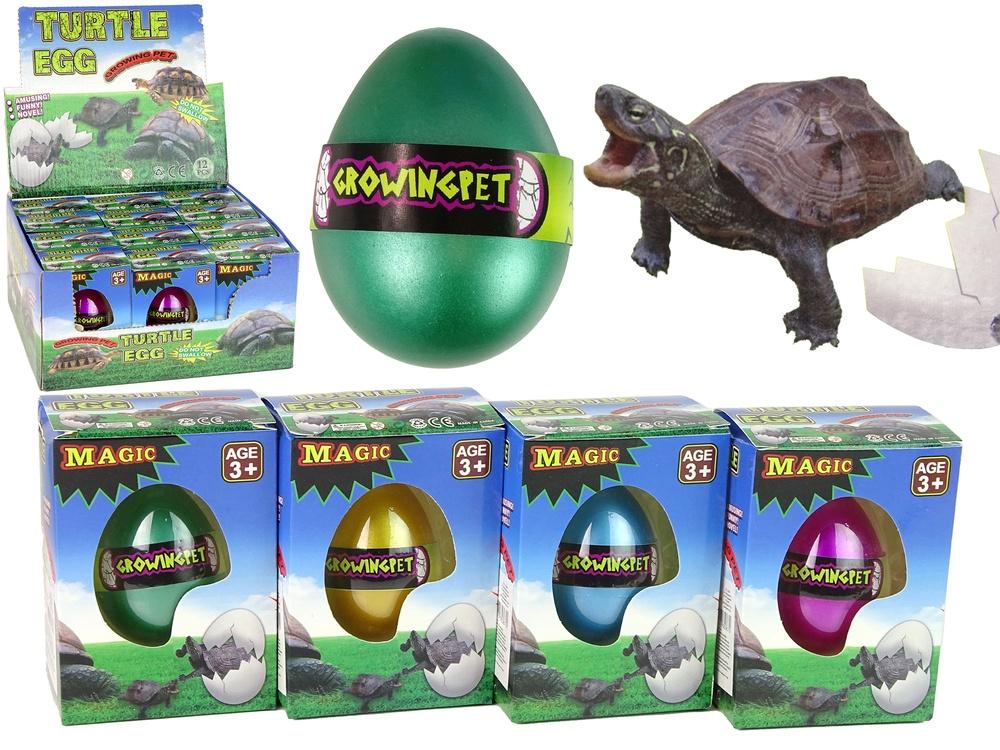 Magic Turtle Egg: Watch &amp; Learn Hatching Fun for Kids!