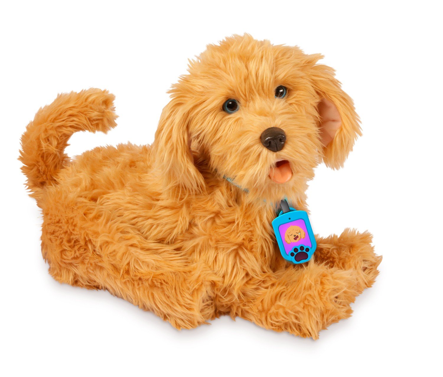 Min fuzzy ven Moji Labradoodle